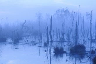 Bog in misty morning light, Lower Saxony, Germany