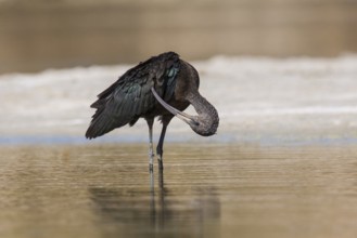 Glossy Ibis (Plegadis falcinellus) preening, Eilat, Israel