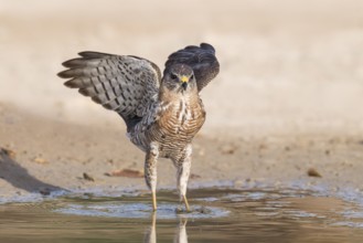Levant Sparrowhawk (Accipiter brevipes) at a waterhole, Eilat, Israel