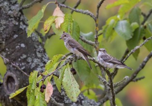 Spotted Flycatcher (Muscicapa striata) adult with young, perched on a branch, Baden-Wuerttemberg,