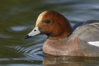 Eurasian Wigeon (Mareca penelope) male, Arizona, USA