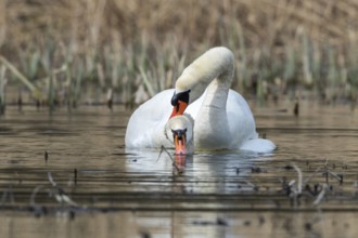 Mute Swan (Cygnus olor) pair mating, Mecklenburg-Western Pomerania, Germany
