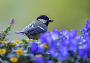 Great Tit (Parus major) with a fly in its beak, Baden-Wuerttemberg, Germany