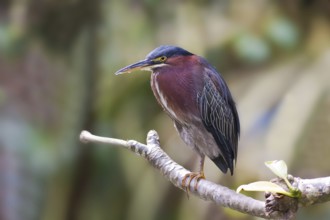 Green Heron (Butorides virescens), Dominica