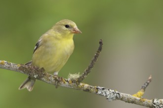 American Goldfinch (Spinus tristis) female perched on a branch, British Columbia, Canada