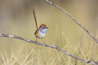 Rufous-crowned Emu-wren (Stipiturus ruficeps) male, Queensland, Australia