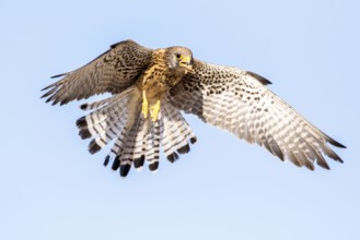 Lesser Kestrel (Falco naumanni) female flying, Castile-La Mancha, Spain