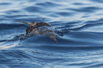 Sooty Shearwater (Ardenna grisea), Eilat, Israel