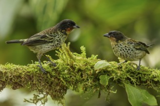 Rufous-throated Tanager (Tangara rufigula) perched on a branch in the Andes mountains of Colombia
