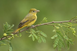Summer Tanager (Piranga rubra) female perched on a branch, Texas, USA