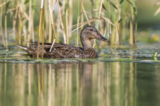 Mallard (Anas platyrhynchos) juvenile, Mecklenburg-Western Pomerania, Germany