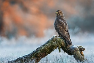 Common Buzzard (Buteo buteo) perched on a big old branch, Saxony-Anhalt, Germany