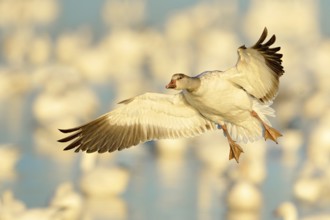 Snow Goose (Anser caerulescens) flying, New Mexico, USA