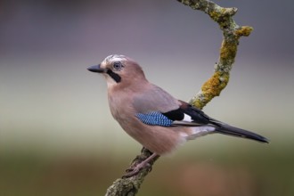 Eurasian Jay (Garrulus glandarius) perched on a branch, Saxony-Anhalt, Germany