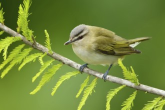 Red-eyed Vireo (Vireo olivaceus), Texas, USA
