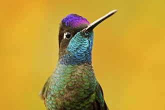 Talamanca admirable hummingbird, Eugenes spectabilis, detail bill portrait of beautiful bird.