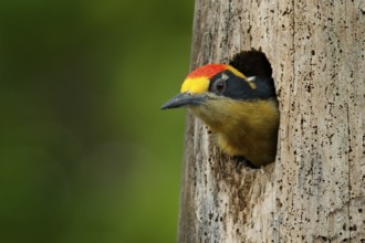 Bird in the tree nest hole, detail portrait. Golden-naped woodpecker, Melanerpes chrysauchen,