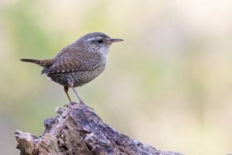 Eurasian Wren (Troglodytes troglodytes), Lower Saxony, Germany