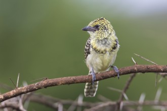 D'Arnaud's Barbet (Trachyphonus darnaudii usambiro) perched on a branch, Serengeti, Tanzania