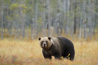 Bear hidden walking yellow forest. Autumn trees with bear. Beautiful brown bear walking around lake