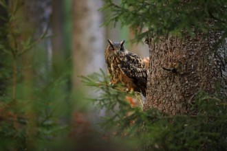 Eurasian Eagle Owl with big orange eyes, Germany. Bird in autumn wood, beautiful sun light between