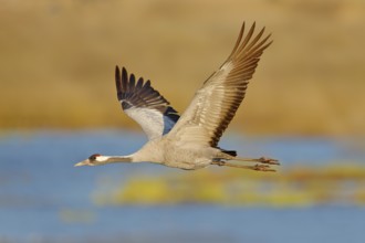 Common Crane, Grus grus, big bird in the nature habitat, Lake Hornborga, Sweden. Wildlife scene