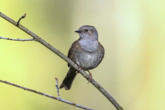 Dunnock (Prunella modularis) perched on a branch, Mecklenburg-Western Pomerania, Germany