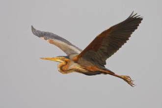Purple Heron (Ardea purpurea) flying, Netherlands