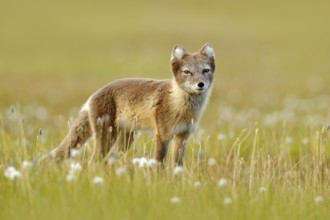 Arctic Fox, Vulpes lagopus, cute animal portrait in the nature habitat, grass meadow with flowers,