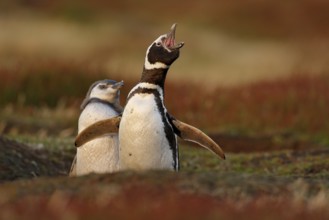 Two birds in the nesting ground hole, baby with mother, Magellanic penguin, Spheniscus