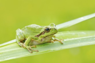 European tree frog, Hyla arborea, sitting on grass straw with clear green background. Nice green