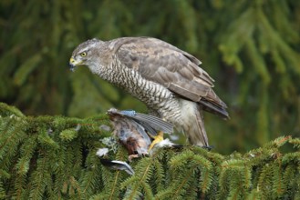 Bird behaviour. Bird of prey Goshawk kill jay on green spruce tree. Feeding scene with bird and