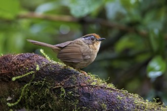 Braunkappenalcippe (Alcippe dubia), Ngoc Linh, Vietnam