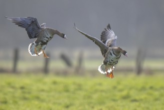 Greater White-fronted Goose (Anser albifrons) landing, North Rhine-Westphalia, Germany