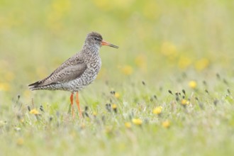 Common Redshank (Tringa totanus), Iceland