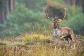 Damhirsch, Dama dama Fallow Deer, Dama dama