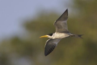 Large-billed Tern (Phaetusa simplex) flying, Manu National Park, Peru