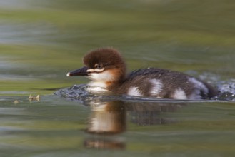 Common Merganser (Mergus merganser) juvenile, Mecklenburg-Western Pomerania, Germany
