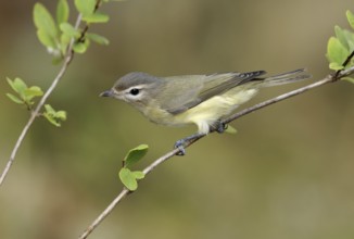 Warbling Vireo (Vireo gilvus), British Columbia, Canada