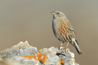 Alpine Accentor (Prunella collaris), Grisons, Switzerland