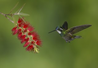 White-throated Mountain Gem (Lampornis castaneoventris) high in the mountains at San Gerrardo de