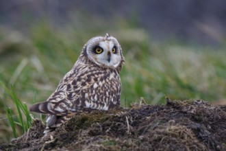 Short-eared Owl (Asio flammeus), Netherlands