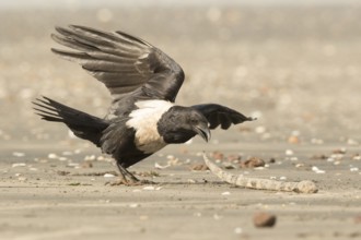 Pied Crow (Corvus albus) with snake eel, Gambia
