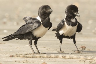 Pied Crow (Corvus albus) with snake eel, Gambia