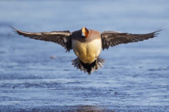 Eurasian Wigeon (Mareca penelope) male flying, Netherlands