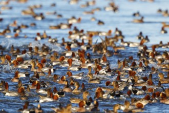 Eurasian Wigeon (Mareca penelope) group, Netherlands