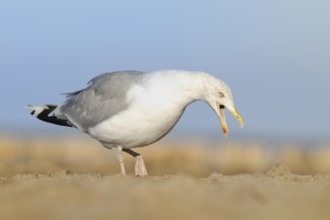 European Herring Gull (Larus argentatus) calling, Mecklenburg-Western Pomerania, Germany