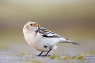 Snow Bunting (Plectrophenax nivalis), Asturias, Spain