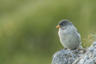 Aufnahme wurde am Abend beim Altmannsattel aufgenommen