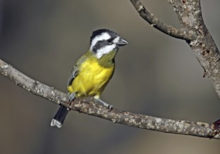 Crested Shriketit (Falcunculus frontatus) female, Victoria, Australia